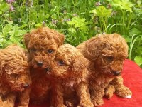 Dişi Toy Poodle Bebekler