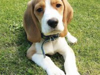 A kalite beagle yavrular