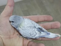 Alıştırmalık Rainbow ve Çek Muhabbet Kuşu Yavrular