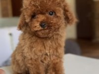 3 aylık erkek ve dişi kore poodle yavrular