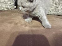 2 Aylık Yavru Scottish Fold Tuvalet Eğitimli