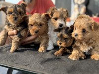 Show kalite tea cup morkie yavrularımız