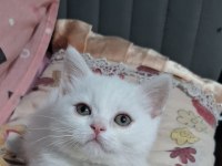 Yeni Yuvasına Gitmeye Hazır Dişi British Shorthair