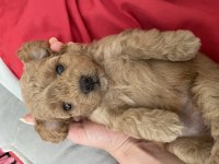 Poodle Köpeğimiz