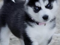 Sibirya Kurdu Köpeği