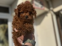 Petmode köpek çiftliğinden tiny kore poodle yavrular