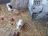 Ginepig yavruları ve anneleri hepsi sahiplendirilecektir