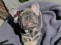 A KALİTE FRENCH BULLDOG YAVRULARIMIZ TESLİME HAZIR