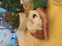 Erkek uzun tüy yavru guinea pig