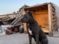 DİŞİ CANE CORSO IRK GARANTİLİ
