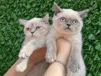 Scottish fold ve british yavrularımız