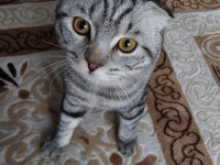 Duman bir buçuk yaşında erkek scottish fold