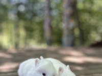 Netherland dwarf cüce tavşan