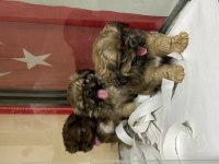 Sağlıklı A kalite pekinez yavrular