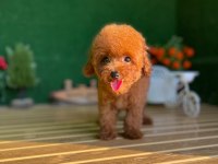 Toy Poodle Köpekler Referans Yavru