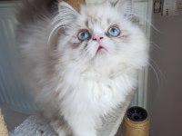SAFKAN İRAN KEDİSİ YAVRULARI