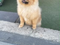 Orjinal Pomeranian Boo Dişi Yavrumuz
