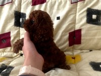 Muhteşem kore poodle yavrular
