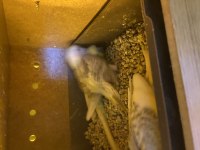 Takım muhabbet kuşu altında 2 tane yavrusuyla