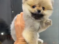 Orange Dişi Pomeranian Boo