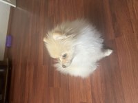 Pomeranian Boo 3 Aylık