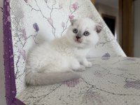 BAL KÜPÜ KAR TOPU BLUE POİNT SCOTTİSH FOLD BEBEKLER