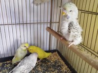 Jumbo muhabbet ve yerli muhabbet kuşlarım varıdır