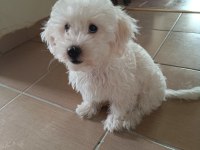 Maltese yavru 3 aylık