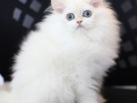 Tostik pati kedilerimiz