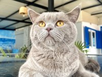Yakışıklı british shorthair oğluma yuva arıyorum