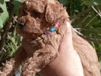 Toy poodle ev ortamından