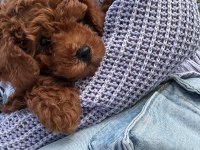 3 aylık erkek toy poodle oğlumu Sahiplendiriyorum