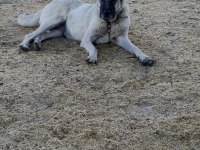 Orjinal sivas kangal yavruları