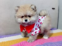 ORJİNAL POMERANİAN BOO KÖPEĞİ