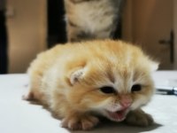 Golden Shorthair Erkek