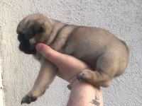 IRK GARANTİLİ PUG YAVRULARIM