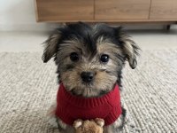 Ev Ortamından Yavru Köpekler