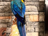 Macaw papağanlarımız