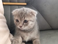 Yavru kedi