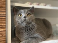 8 aylık erkek british shorthair