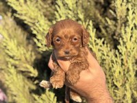 Yasal Çiftlikten Maltipoo Yavrularımız