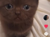 Scottish fold yavrularıma yeni yuva