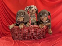 Son Gözdesi Egzotik Görüntüsü Dachshund Sosis