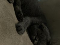 Güzel scottish fold kızıma yuva arıyorum