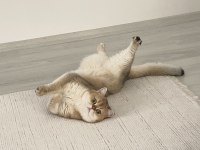 British shorthair golden 2 yaşında