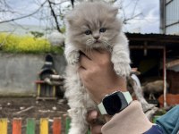 Topaç Gibi British Longhair Yavrular