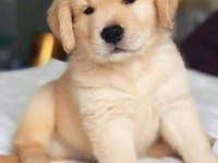 Sarı Şeker Golden Retriever Yavrular
