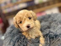 Orj. Babyface Maltipoo Bebeklerimiz