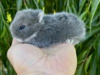 Hollanda cüce tavşanlar Netherland Dwarf