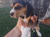 2 adet dişi beagle